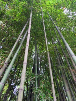 Tall bamboo stalks stretch upward toward the sky, creating a tranquil green canopy. Sunlight filters through the leaves, casting gentle shadows on the ground below.