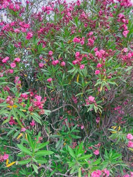 Vibrant clusters of pink flowers adorn lush green foliage, creating a lively garden atmosphere. The scene captures nature's beauty on a clear spring day.