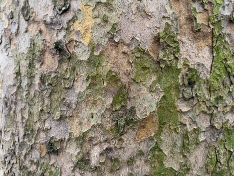 This close-up view captures the intricate texture of tree bark, featuring a variety of colors and patterns with patches of green moss adding natural charm and vibrancy.