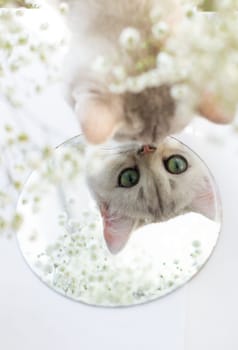 White British kitten looks in a round mirror. White floral background with gypsophila. Copy space. Vertical