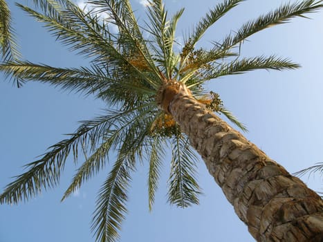 Looking up at a tall palm tree against a clear blue sky.
