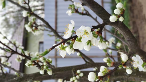 Close-up of blooming tree branches in spring.