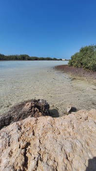 A landscape with a coastal area and mangroves growing in salty sea water, on a sunny day with a blue sky. Vertical