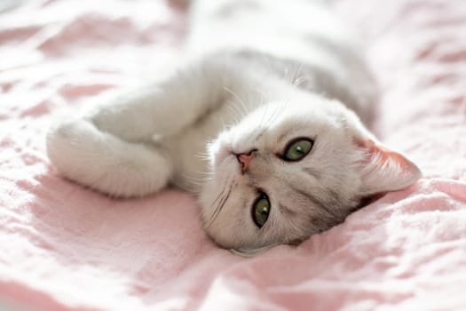 A funny white british kitten lies on its back on a pink textile bed. Close up. Copy space