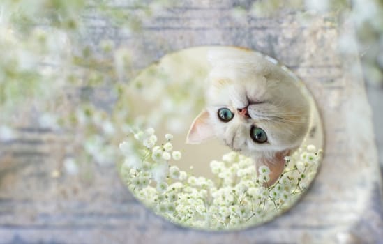 Close up portrait of a white British kitten in a round mirror. White floral background with gypsophila. Copy space