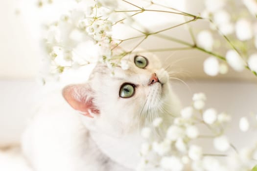 Portrait of beautiful white British kitty , looks up, green eyes, white floral background with gypsophila.