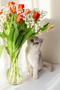 The white British cat sits next to a glass vase with a bouquet of red tulips. Vertical