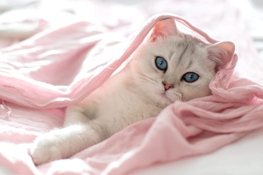 A beautiful white british kitten with blue eyes lies on its back on a pink textile bed. Close up. Copy space