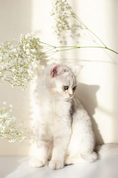 White and gray British cat, with flower gypsophila, on white table in sunshine. Shadows on the wall. Vertical