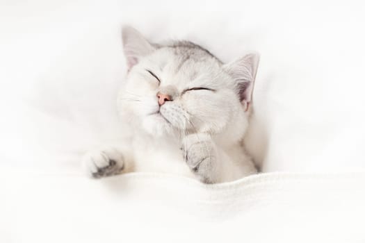 A funny white kitten sleeps on a white bed under a knitted blanket. View from above. Copy space