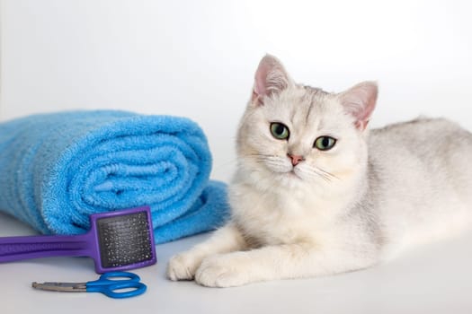 A cute white kitten lies with a roll of blue towels, on a white background. Scissors and a comb are nearby.