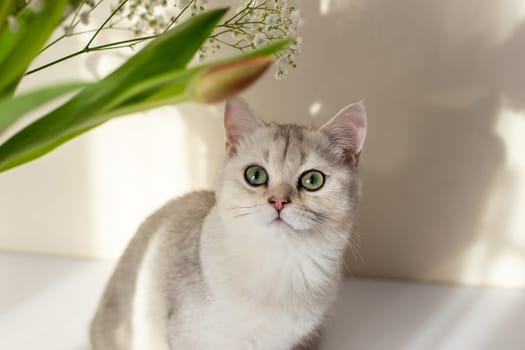 Light gray British cat white, looks up, green eyes, sits next to a bouquet of flowers shadows. Close up.