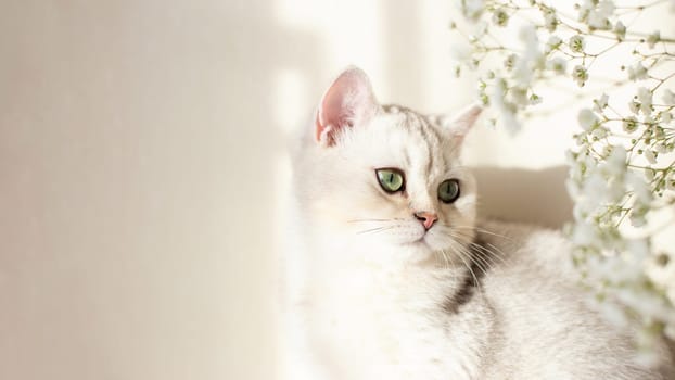 Wide banner white British cat, green eyes, with flower gypsophila, on white table in sunshine. Copy space