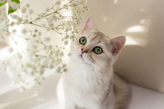 Portrait of adorable beautiful white British cat, looks up on white flowers of gypsophila, green eyes.