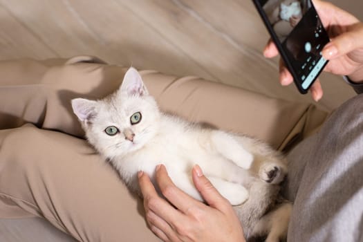 A girl, in brown pants, photographs a white british cat lying on her lap with a smartphone. No face. Close up.