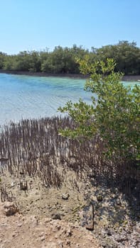 A landscape with mangroves growing in salty sea water, on a sunny day with a blue sky.Vertical
