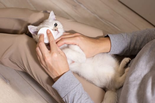 Top view . A girl in brown pants clears the eyes of a white British cat lying in her lap. Without a face. Close up.