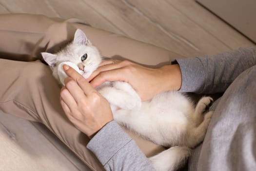 A girl in brown pants clears the eyes of a white British cat lying in her lap. Without a face. Close up.