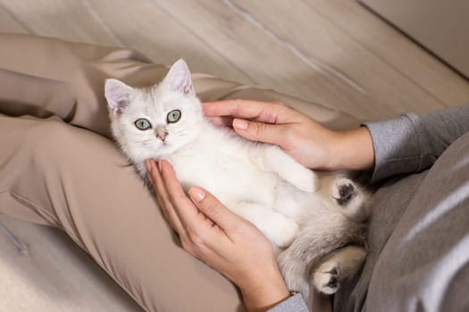 A girl in brown pants is stroking a white British cat lying in her lap. Without a face. Close up.
