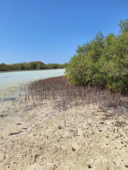 Unique mangrove trees, growing in salty sea water, on a sunny day.Vertical