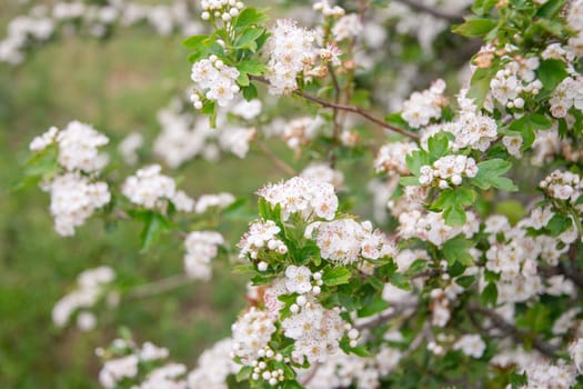 Midland hawthorn branches covered in clusters of small, delicate white flowers with pink accents, creating a beautiful springtime scene with a blurred green background