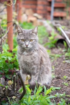 Beautiful grey cat sitting peacefully in a garden, nestled near a grapevine and a brick wall, soaking up the warm spring sunshine and enjoying the fresh air