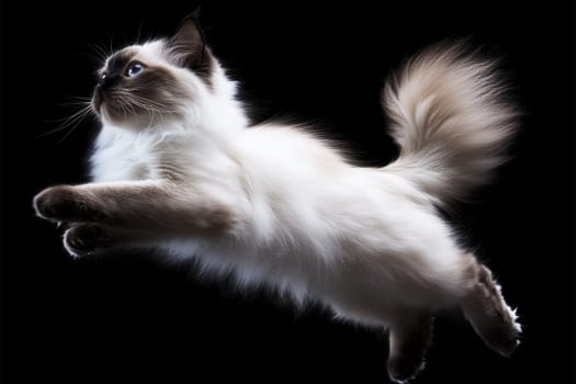 A playful Himalayan cat stretches gracefully in the air against a black background, capturing the essence of agility and elegance in this beautiful portrayal.