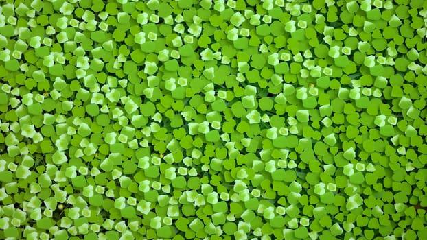 The Green duckweed abstract natural background