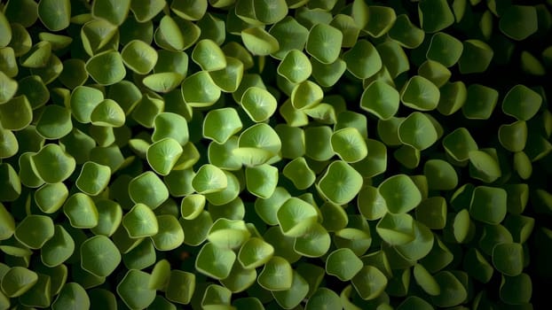 The Green duckweed abstract natural background