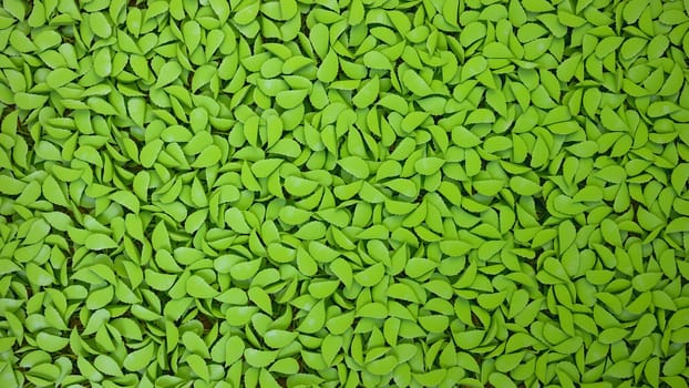 The Green duckweed abstract natural background