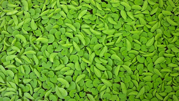 The Green duckweed abstract natural background