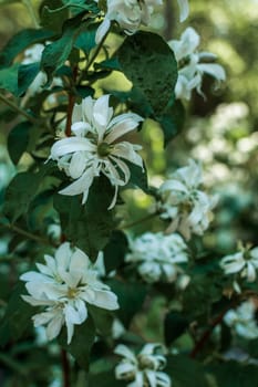 close-up of densely blooming jasmine. many white jasmine flowers among green leaves