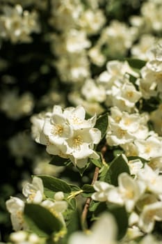 close-up of densely blooming jasmine. many white jasmine flowers among green leaves.