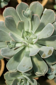 close up of succulent flower. The flower has large leaves, light grey in colour, with smaller flowers growing around it.A close up of a flower. High quality photo