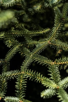 close up of pine tree branches with small needles. branches create a pattern. background with christmas tree
