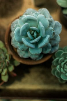 close-up of a succulent. Echeveria has large leaves, light saturated green color, around it grow in pots various succulents on the windowsill. top view of the plant