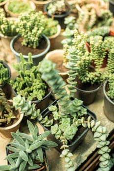 bright display of different succulents. flowers grow in pots. various types of succulents in pots in a nursery, in a greenhouse