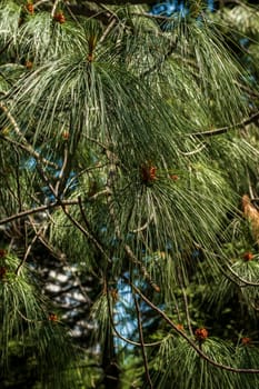 A pine tree with long needles. Very long green needles on the branches of a pine tree. Small yellow cones grow on the branches.