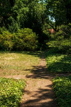 paths for walking in the park. crossroads of paths. a shadow from the sun falls on the ground. tall trees grow on the right. ivy spreads along the ground.