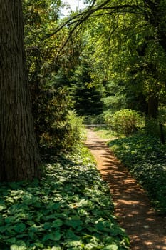 A picturesque path for walks in a park with tall trees. The ground is shaded by the sun. Deciduous trees grow around. Ivy creeps along the ground.