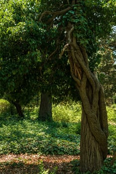 a huge tree trunk in a green park or forest. tree trunk is powerful, huge branches of ivy are on it. they have entwined the tree trunk. the trunk is in the foreground. the ground is covered with ivy