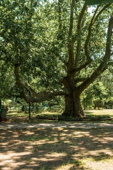 A huge tree with a thick trunk and spreading branches grows in an open space. A powerful plane tree. A close-up of a powerful green tree. A vertical photo