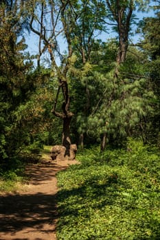 forest path in the park huge trees grow around. the ground around the path is covered with ivy thickets. the shadow from the sun falls on the ground.