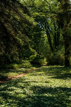 a clearing completely covered with evergreen ivy. huge tree branches around. sun rays falling on the ground