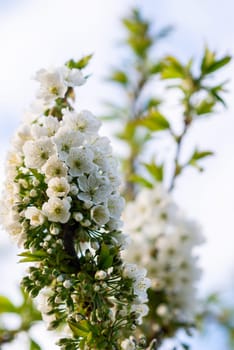 cherry blossom tree. many white flowers on a bright sunny spring day. vertical photo