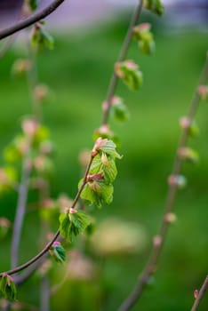 Young leaves bloom on a branch in spring. Green color in the background.
