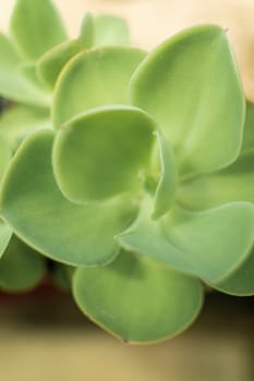 close up succulents. soft green leaves of succulent. vertical photo