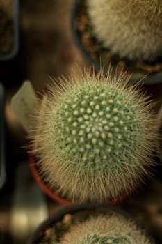 Top view of a row of cacti. Small green cactus with light fluffy thick spines. cacti in pots