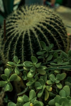 huge green round cactus and succulents around it. cactus grows in the background. in the foreground there are many succulents.
