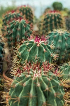 The cacti are standing in a row. They are large, round, with red spines. There are two rows of cacti in the background. A close up of a cactus. High quality photo